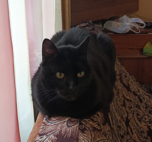 Котик дома!