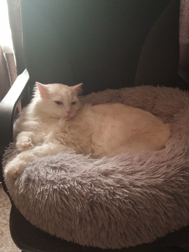 Моя кошка