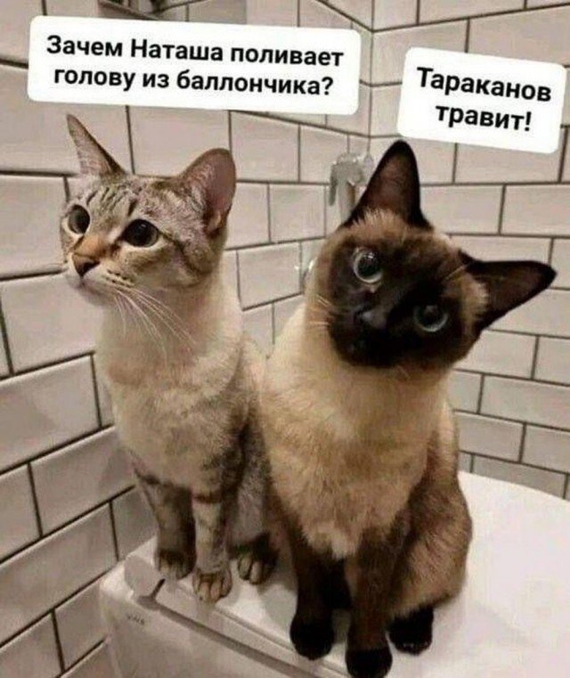 Нуштош 17.10.2024