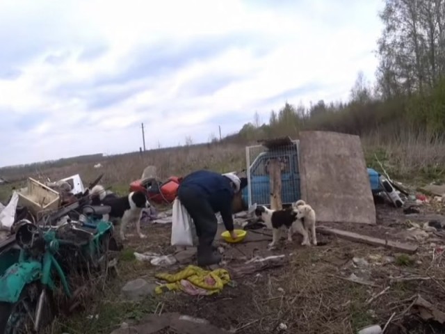 Голодные псы, растерзавшие женщину в Кимовске, приехали с хозяином из Москвы