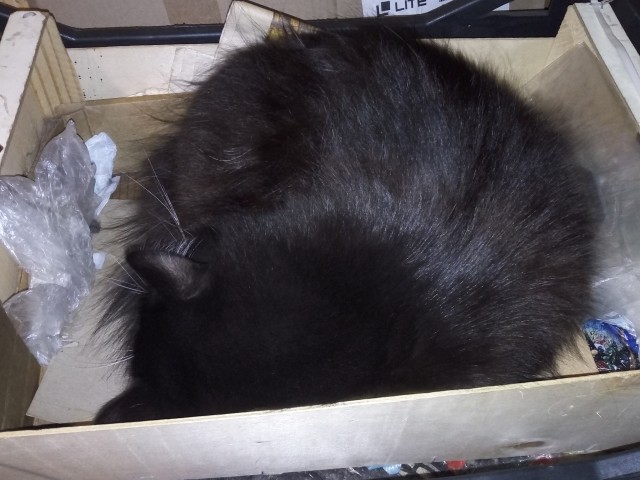 Котовторник 05/11/2024