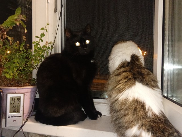 Сегодня котовторник