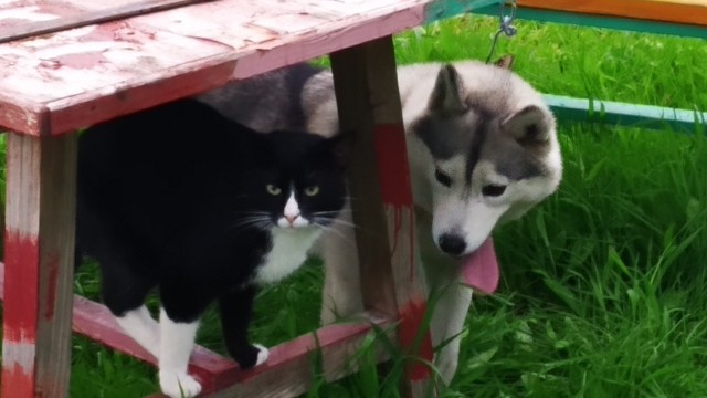 Старший брат