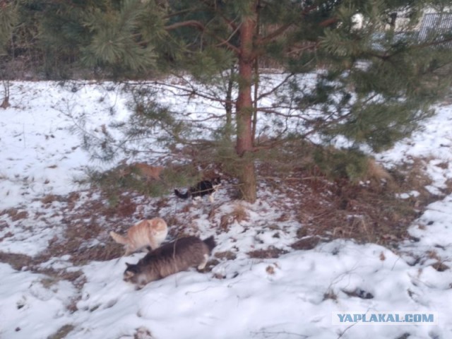 Жизнь домашнего приюта для котеек 531