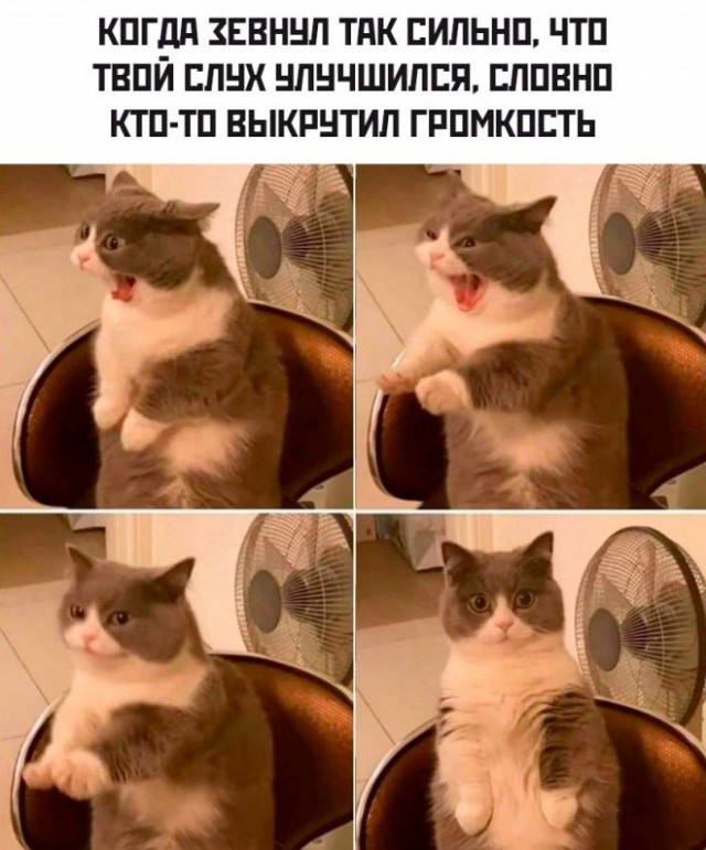 Веселые картинки в последний день февраля (28.02)