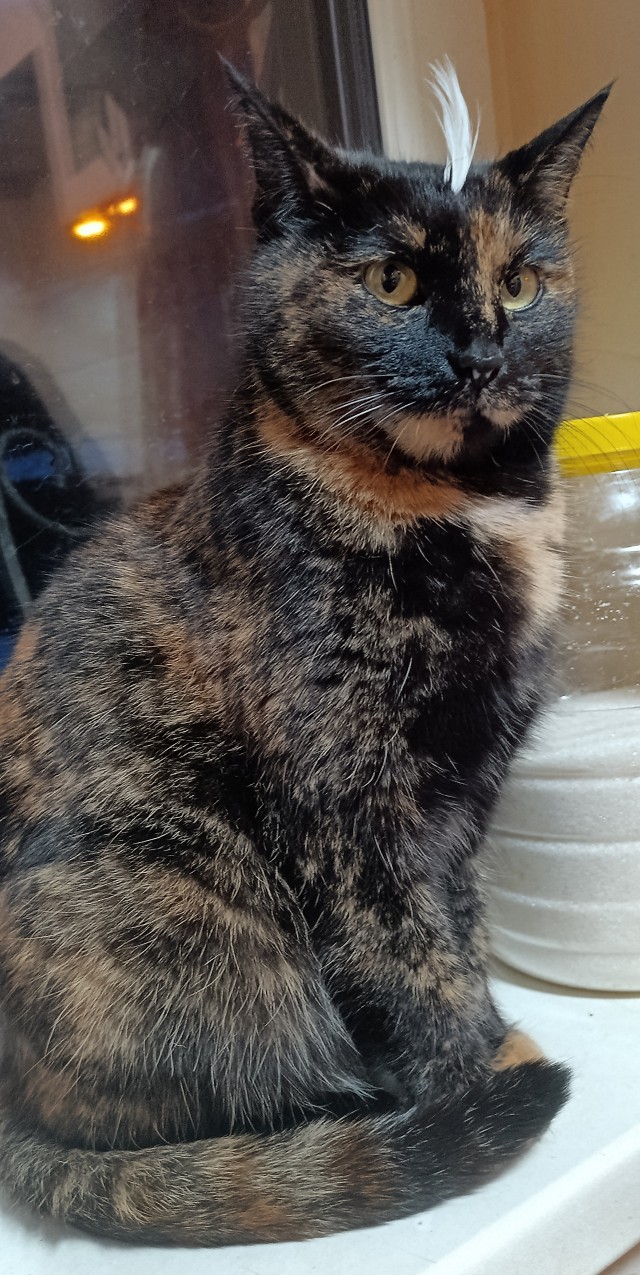 Котовторник