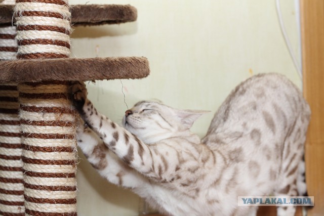 О бенгальских котах на наглядном примере