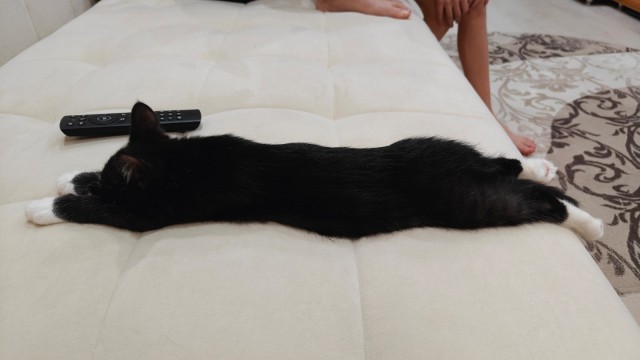 Спящий кот