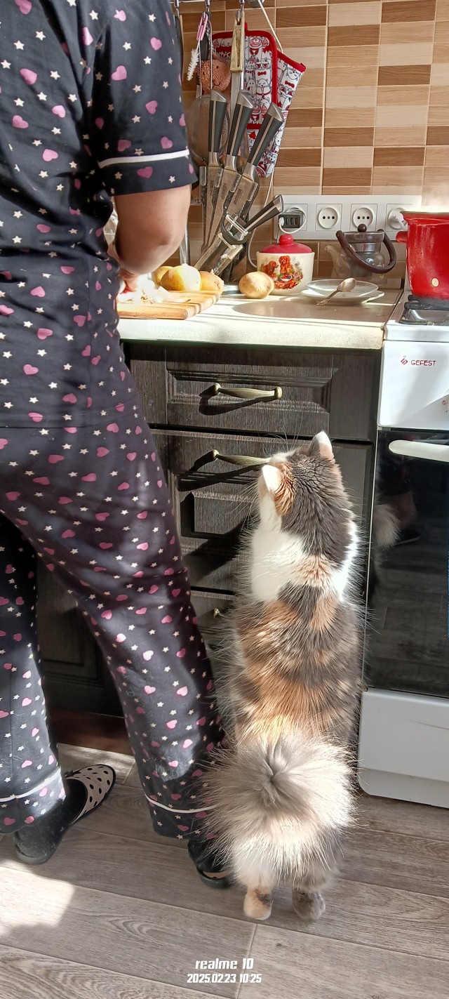 Это что, котовторник?