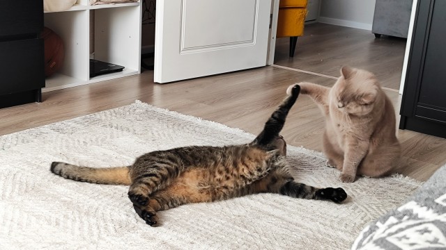 Котовторник 03 06 2025