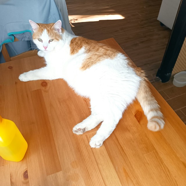 Посоветуйте по котею