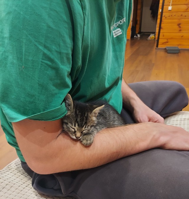 Котенок в добрые руки