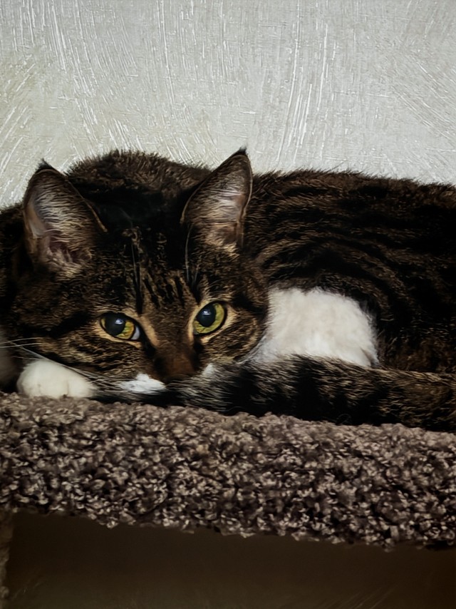 К-котовторник.