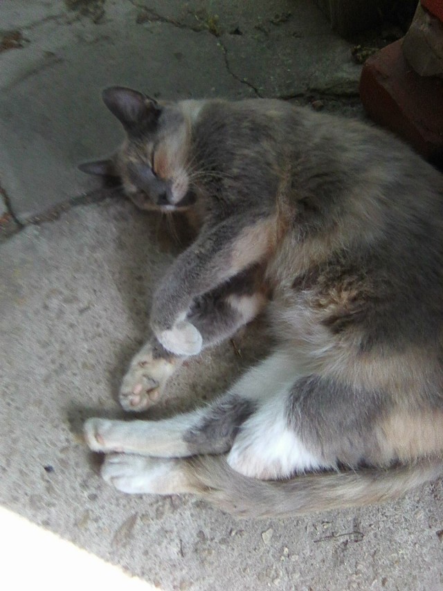 Уличные котики