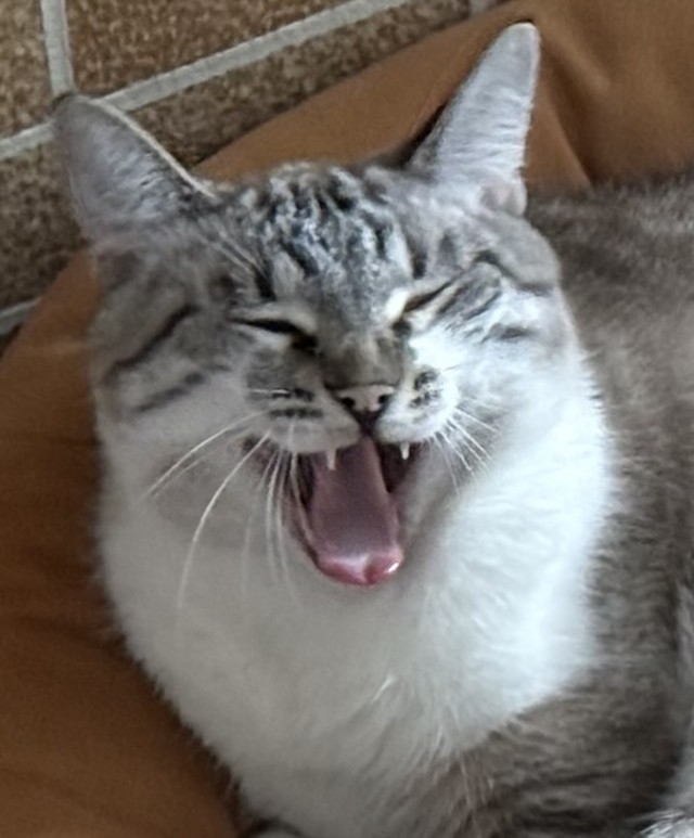 К котовторнику