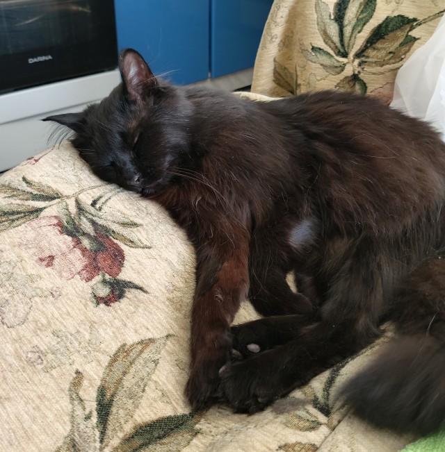 Котовторник же!