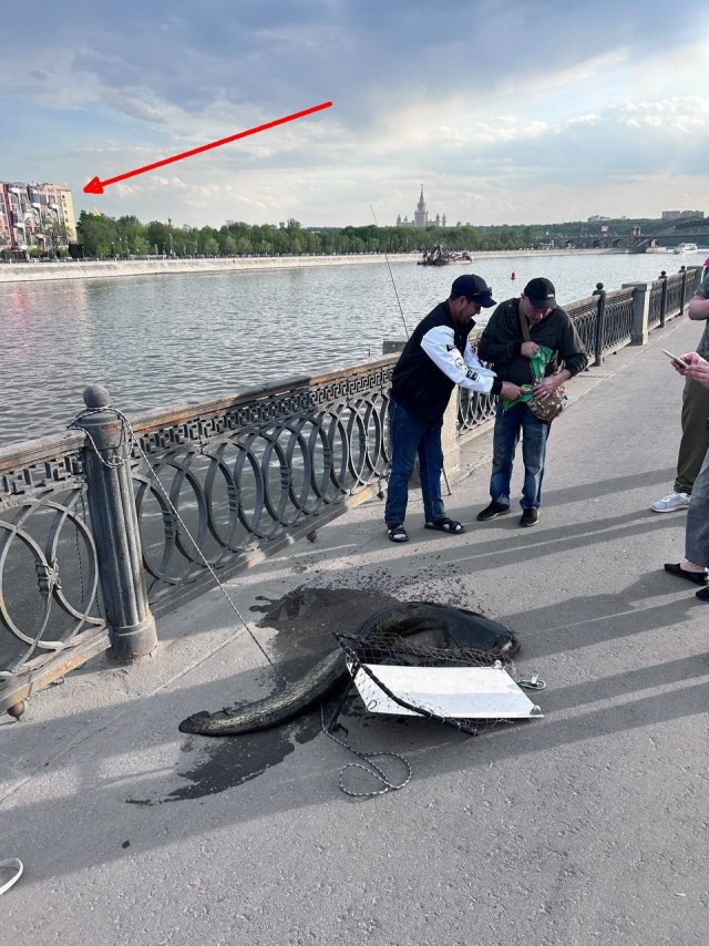 В Москве-реке рыбаки выловили 25-килограммового сома