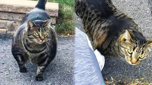 Кошка выбила окно и пошла гулять)))