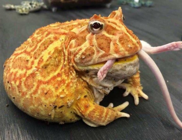 Необычных хищников вам