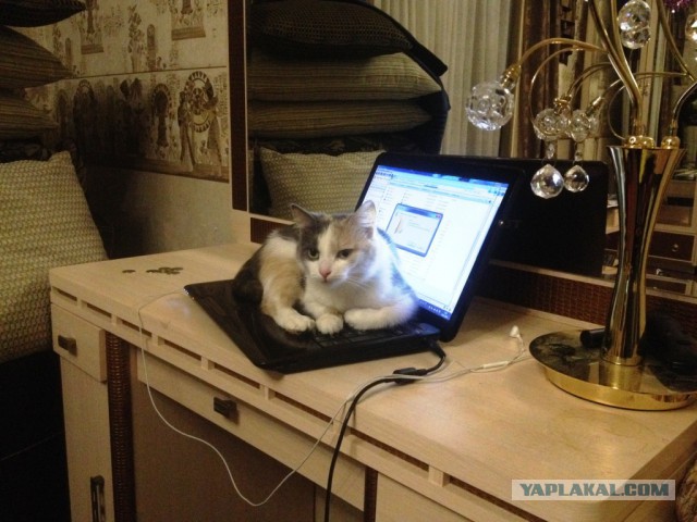 Котовторник 4.02.2014