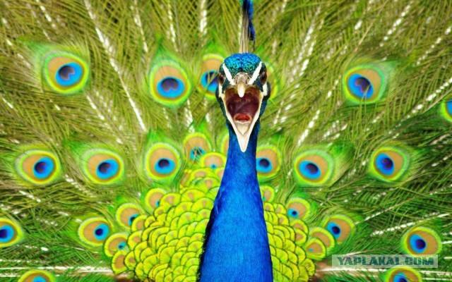 28 самых удачных кадров февраля