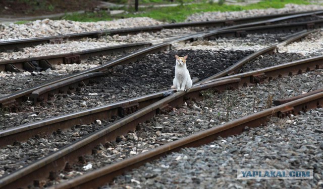 А раньше были котики...