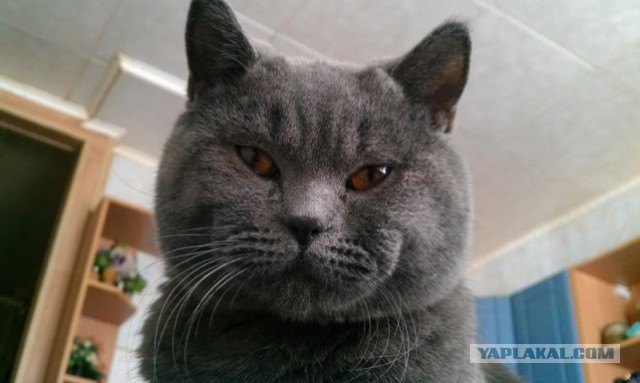 Котовторник   15.04.2014