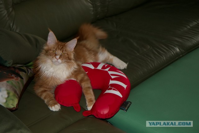 Котовторник 17.06.2014