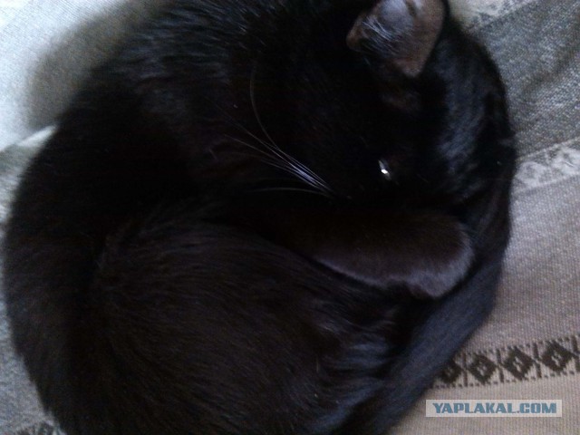 Котовторник 17.06.2014