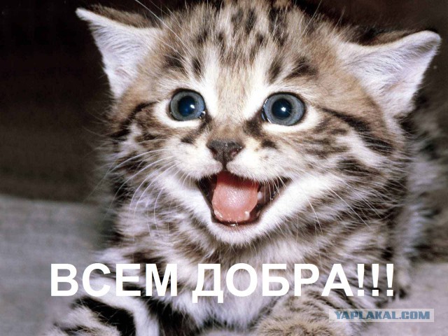 Когда вы плюсуeтe тему в платине