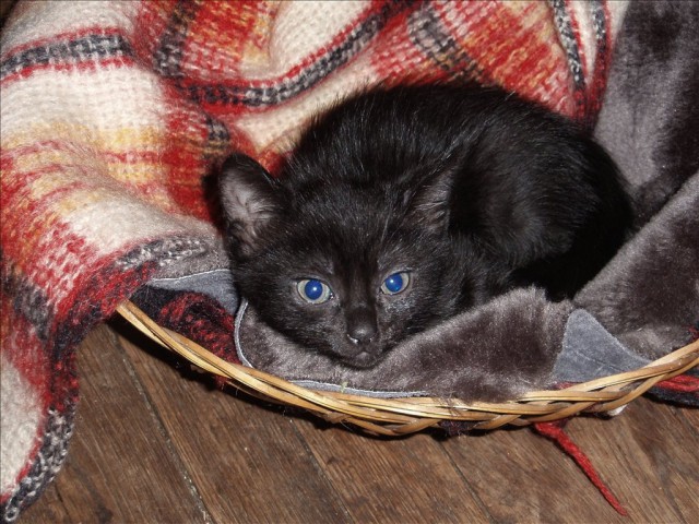 Где ночуют черные коты