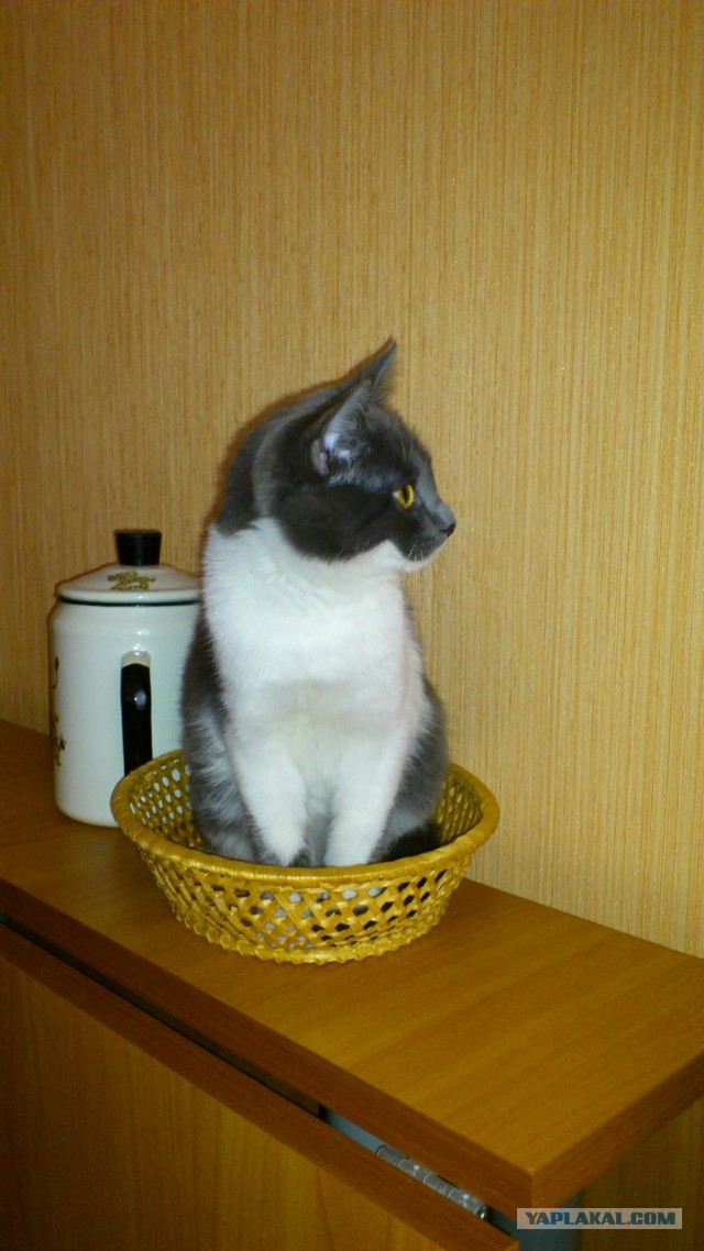 Котовторник 26.08.14.