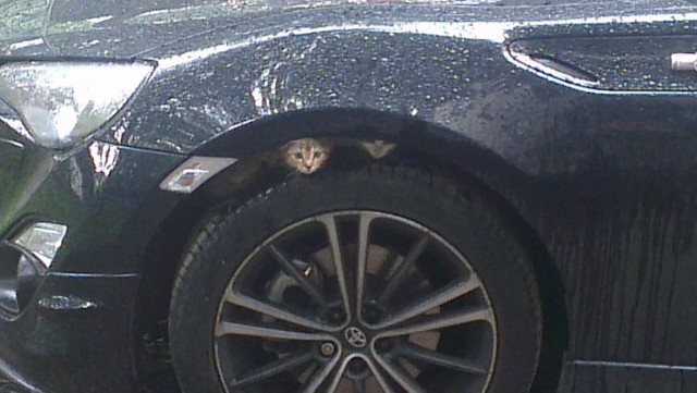 Проверяйте по утрам свои автомобили