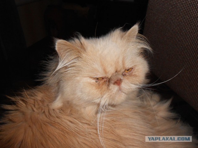 Котовторник 9.12.2014