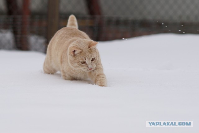 Коте всегда +100 к фоте