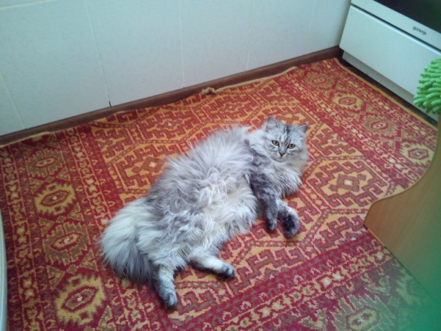 Котовторник 31.03.2015