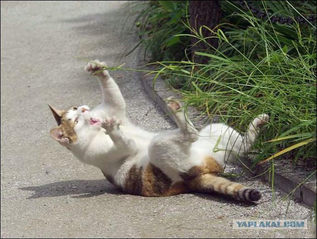 Котики-наркотики