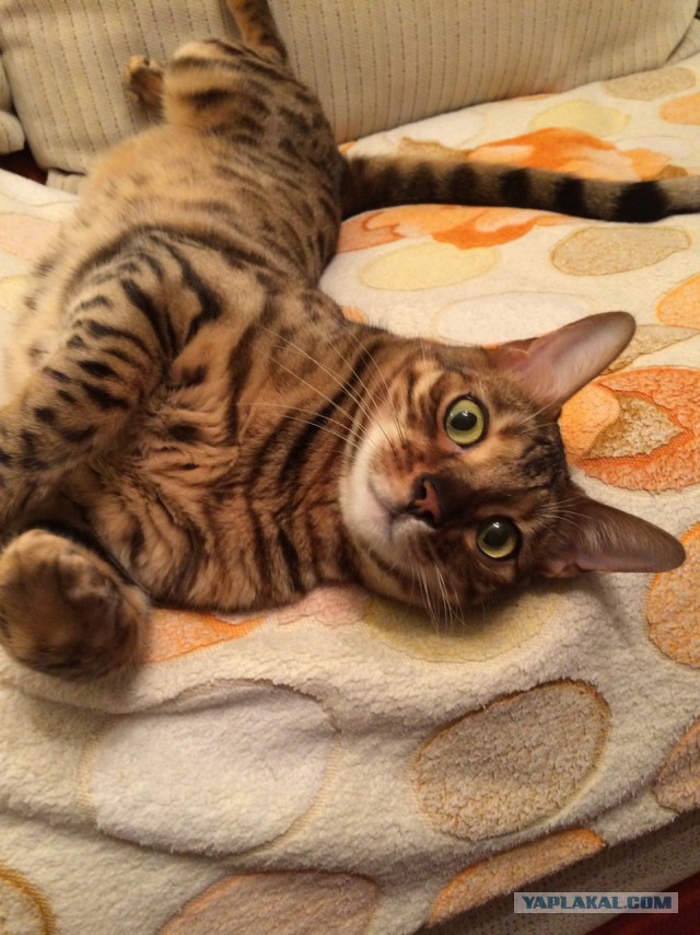 Котовторник 5.05.2015.