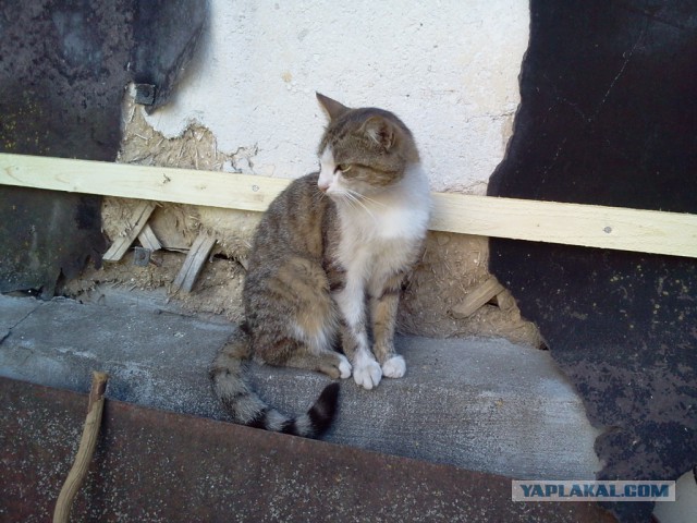 Котовторник 16.06.2015., Котовторник наступил!