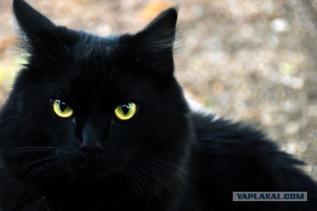 Хоть и не котовторник