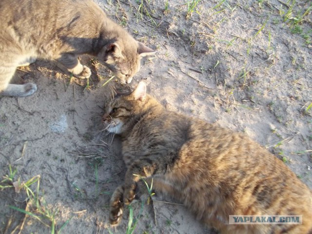Жизнь домашнего приюта для котеек 76