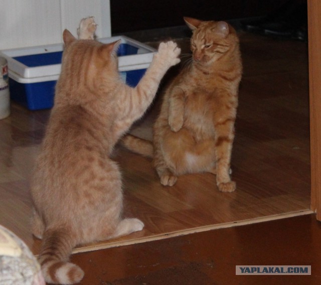 Котовторник