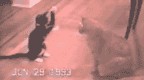 Прикольные ГИФЫ. Анимированные картинки.