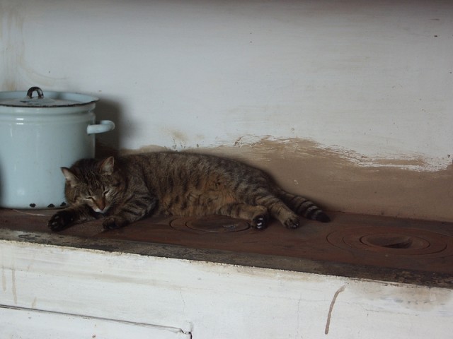 Мимимишности пост