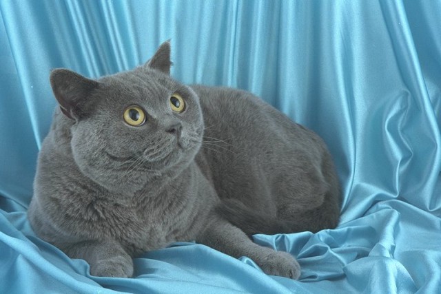 Коты из сети