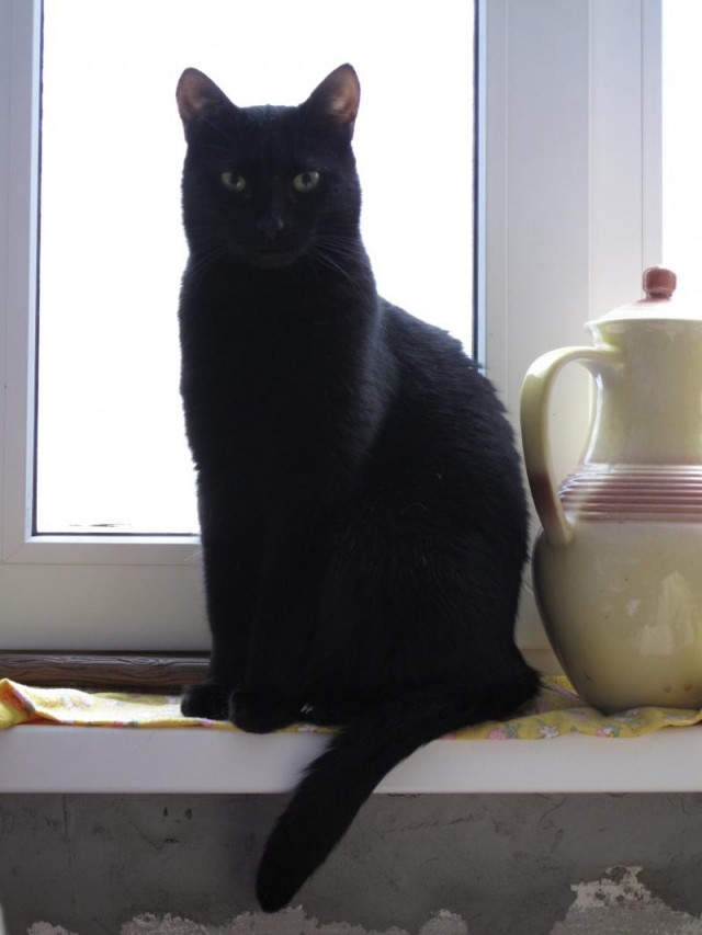 Коты из сети