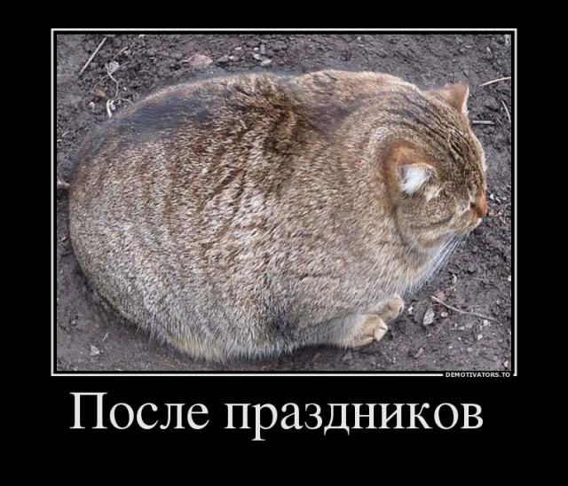 Котовторник 03.01.2017, первый в 2017!