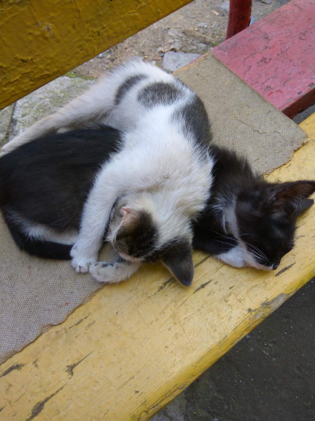 Коты из сети