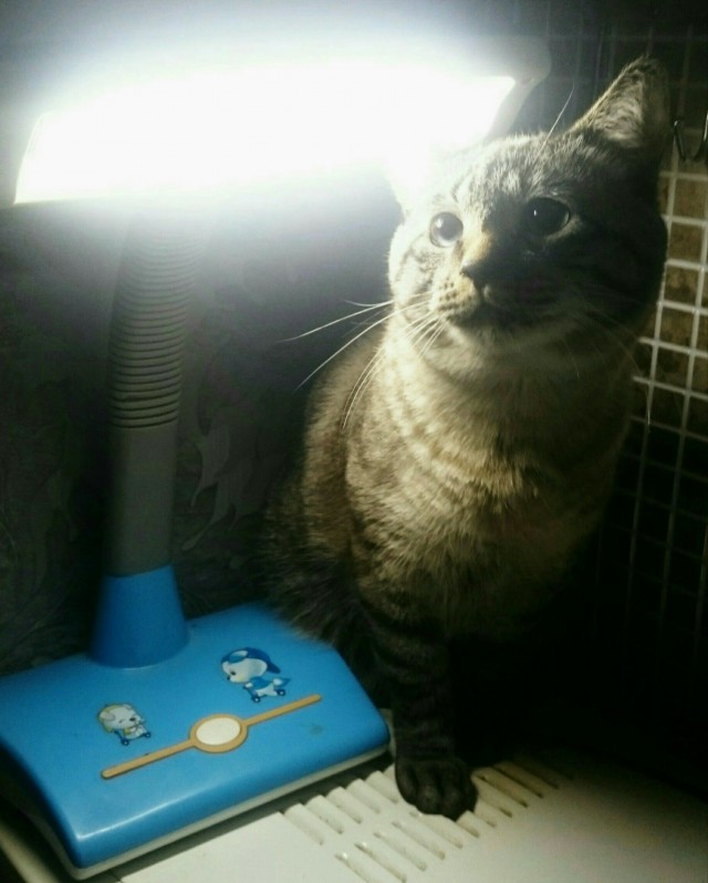 Котовторник 28.03.2017