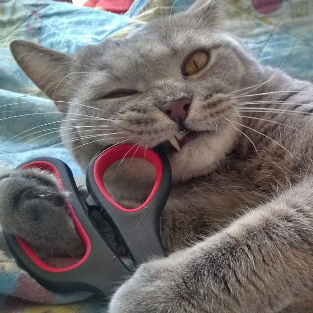 Коты и Кошки